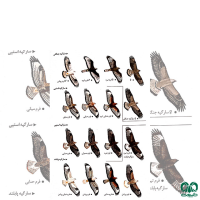 گونه سارگپه استپی Common Buzzard